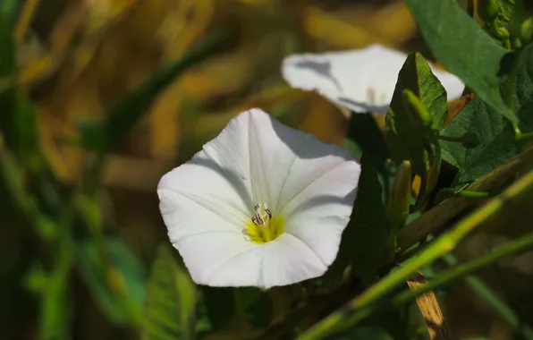White, flower, blooming