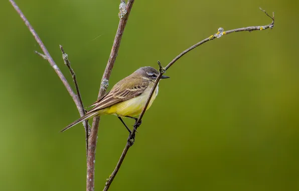 Background, bird, photohunt, yellow wagtail