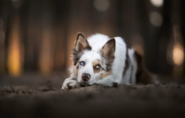 Look, face, dog, bokeh, The border collie, Iza Łysoń