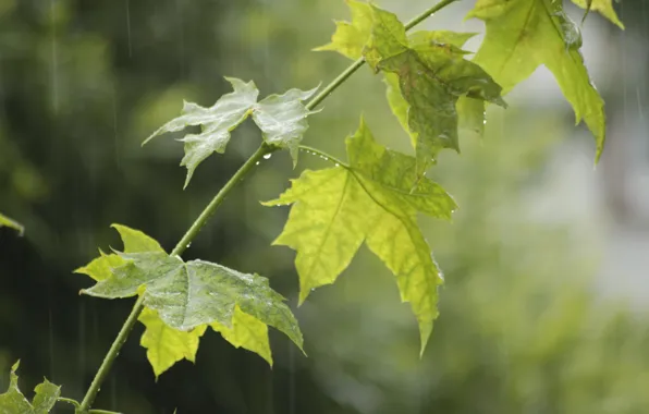 Summer, drops, rain, branch, maple, maple