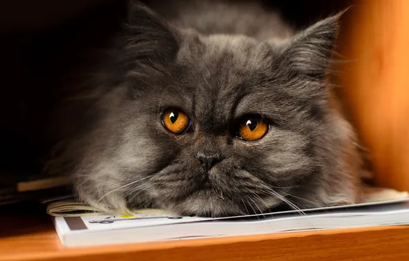 Cat, cat, look, pose, grey, portrait, shelf, lies