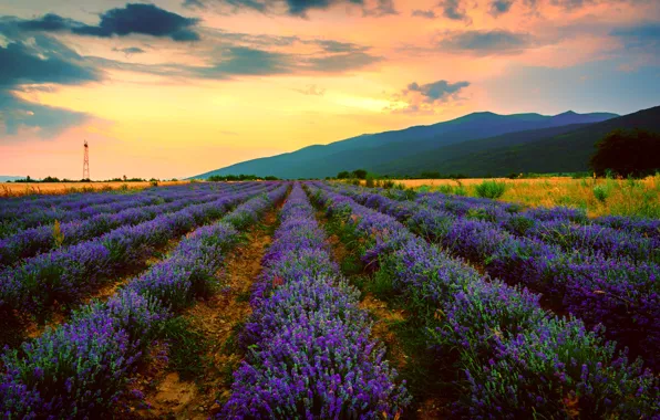 Field, summer, the sky, clouds, sunset, flowers, mountains, hills