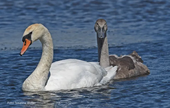 Picture white, water, love, nature, pond, grey, pair, swans