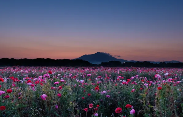 Mountain, the evening, poppy field