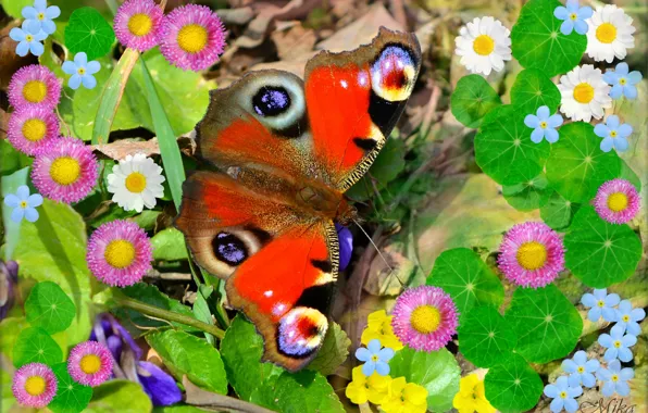 Macro, Butterfly, Flowers, Flowers, Butterfly