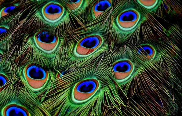 Macro, Feathers, Peacock, Color