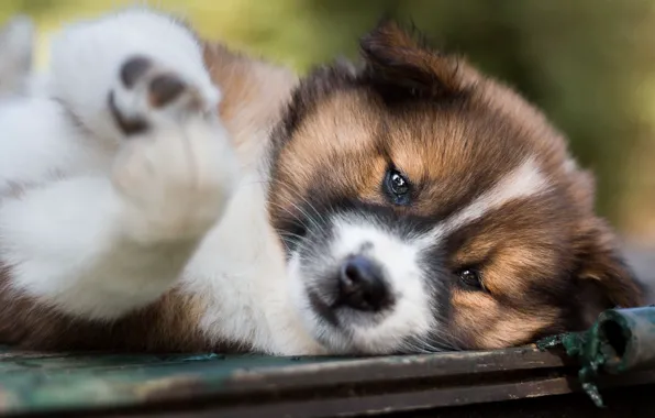 Look, face, close-up, pose, portrait, dog, paws, cute