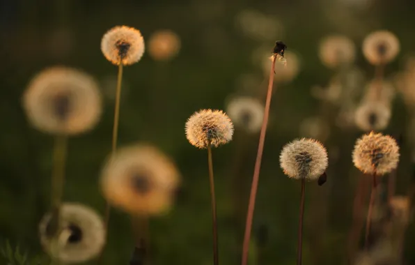 Light, flowers, stems, glade, spring, dandelions