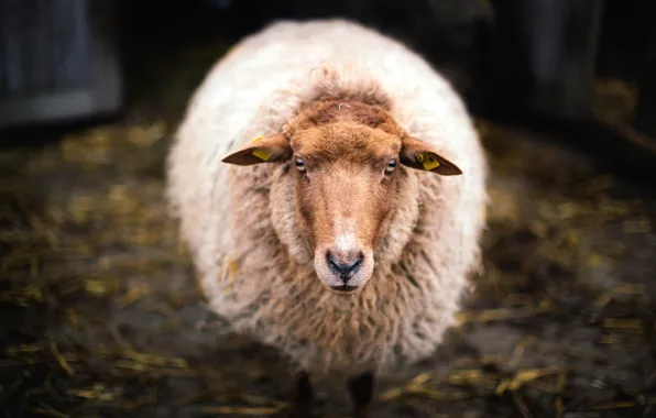 Look, wool, sheep