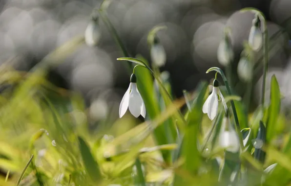 Picture flowers, spring, snowdrops, white
