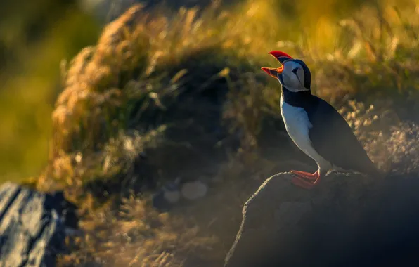 Picture grass, light, pose, the dark background, stones, bird, beak, stalled