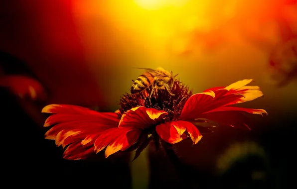 PETALS, FLOWER, INSECT, STAMENS, BEE, NECTAR