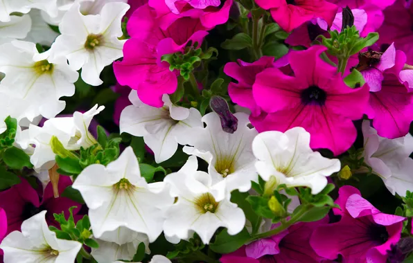 Flowers, pink, white, buds, flowerbed, petunias
