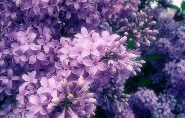 Picture branch, spring, petals, flowering, lilac