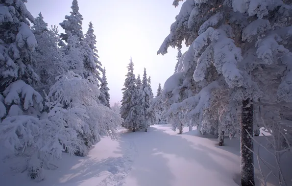 Picture tree, Vladimir Kochkin, snow, winter