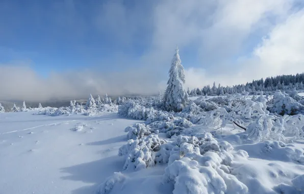 Picture The sky, Winter, Trees, Snow, Forest, Frost, Sky, Winter