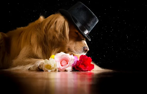 Face, flowers, roses, hat, red, lies, black background, Golden