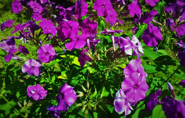 Petals, purple flowers, Phlox