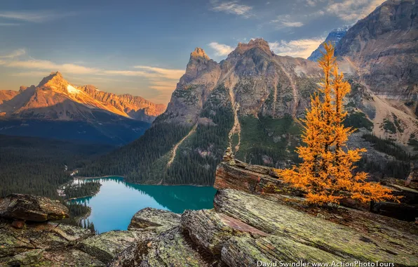 Picture forest, mountains, rocks