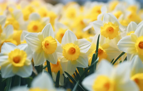 Macro, flowers, spring, white, daffodils, AI art, neural network
