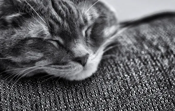 Picture cat, cat, face, muzzle, sleeping, black and white