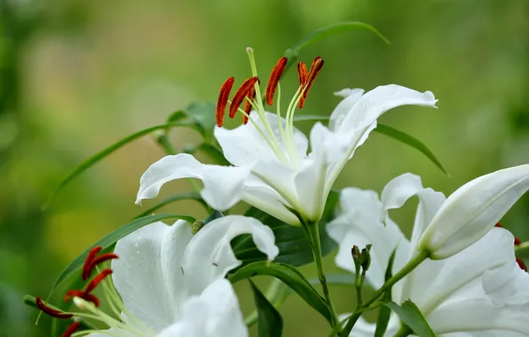Picture macro, Lily, white