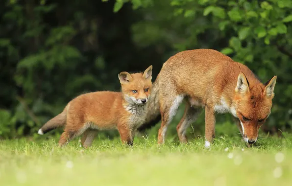 Summer, grass, nature, glade, foliage, baby, Fox, walk