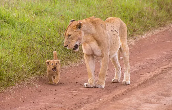 Picture lioness, lion, Mother &ampamp; Child