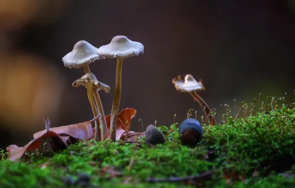 Autumn, sheet, mushrooms, moss