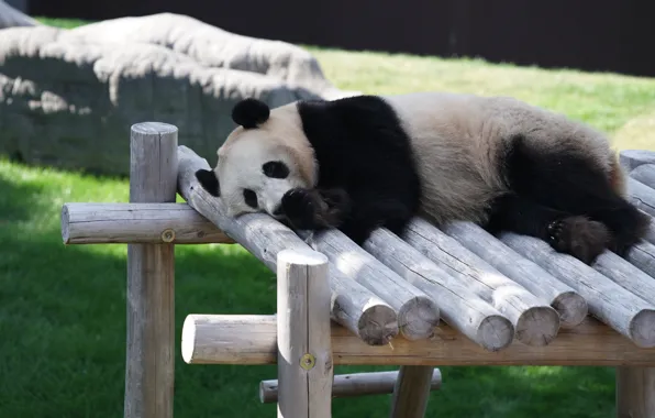 Face, nature, pose, stay, bear, Panda, sleeping, lies