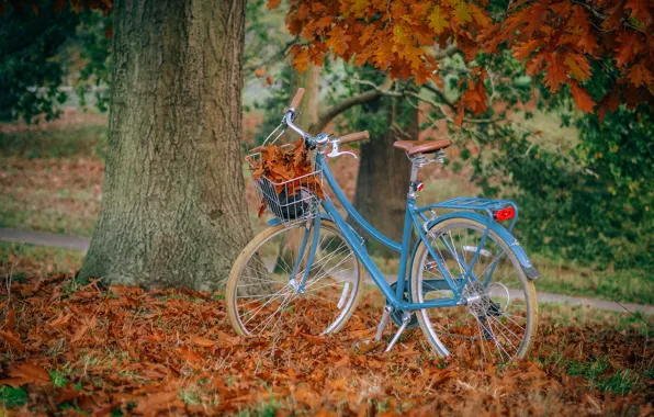 Autumn, leaves, blue, nature, bike, Park, tree, branch