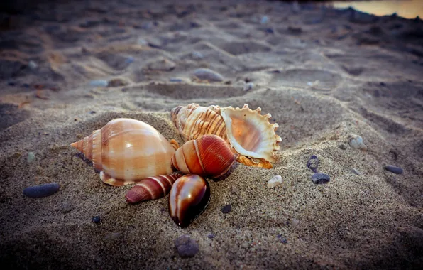 Sand, shell, pebbles