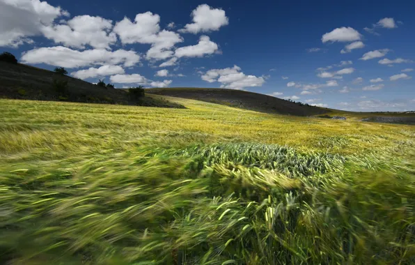 Picture field, the sky, clouds, blue, the wind, hills, blur, ears