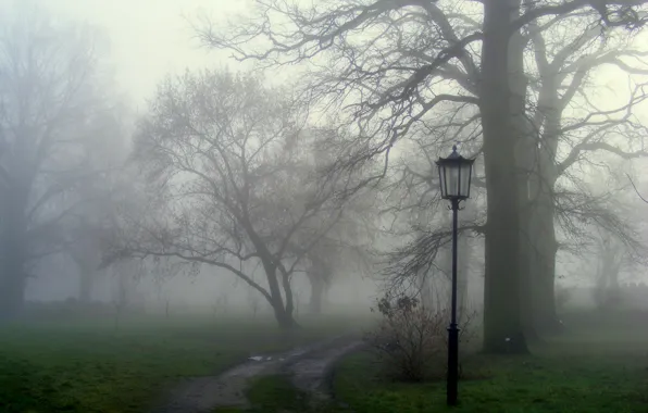 Grass, trees, nature, fog, track, lantern