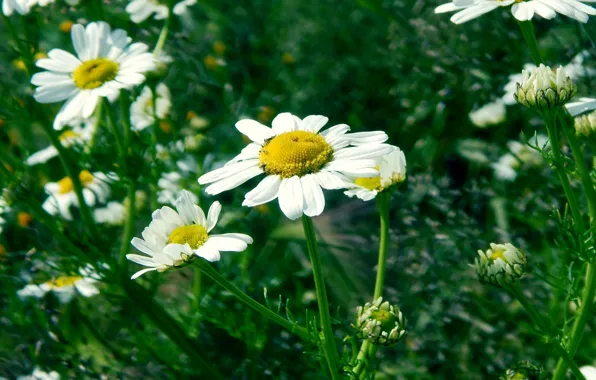 Summer, grass, yellow, green, mood, Chamomile, August, June