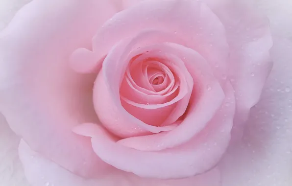 Macro, tenderness, rose, petals, Bud
