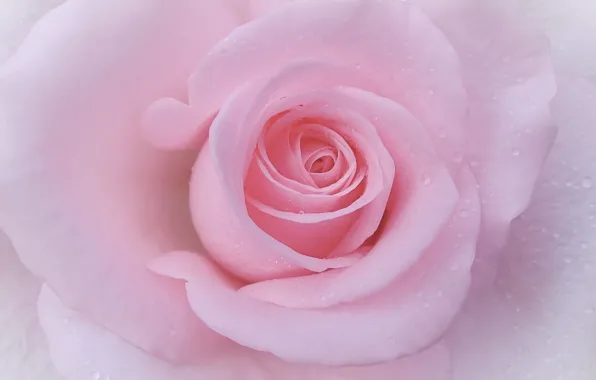 Picture macro, tenderness, rose, petals, Bud