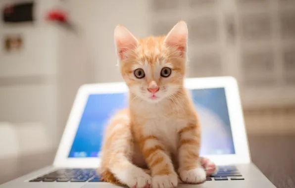 Picture blur, laptop, ginger kitten