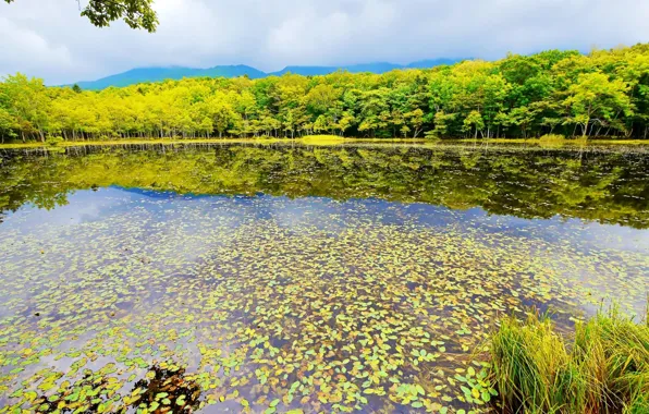 Leaves, trees, pond, reflection, Japan, Japan, Shiretoko National Park
