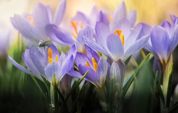 Picture fly, petals, crocuses, saffron, Vladlena Lapshina