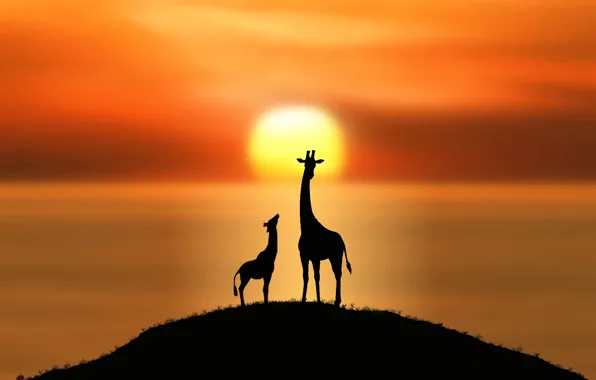 Picture the sun, giraffes, silhouettes
