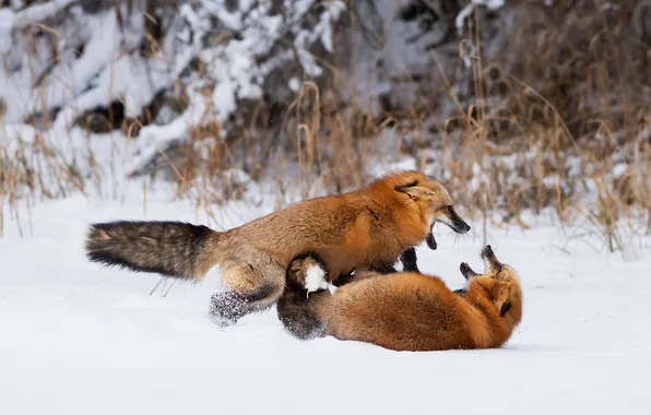 Winter, look, snow, nature, the game, Fox, a couple, faces