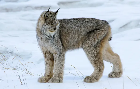 Snow, nature, Canada Lynx