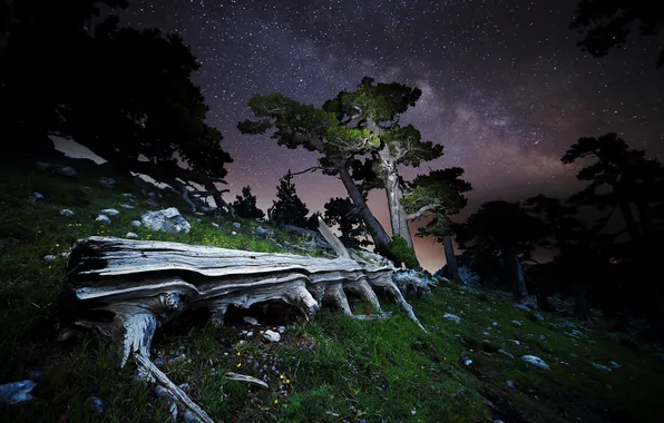 Stars, trees, night, stones, logs, the milky way, Italy, Pollino National Park