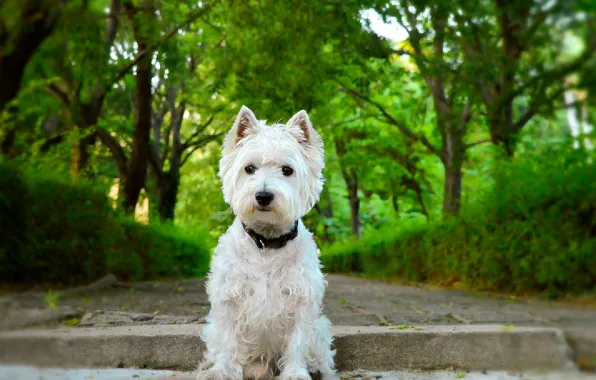Picture Dog, Dog, The West highland white Terrier
