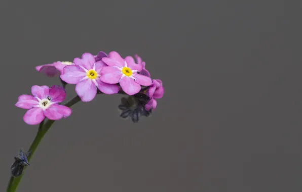 Flower, branch, petals, stem, flower, petals, branch, stalk