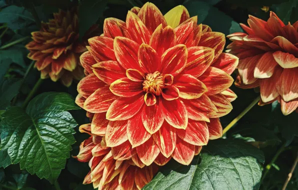 Leaves, macro, flowers, garden, red, orange, dahlias