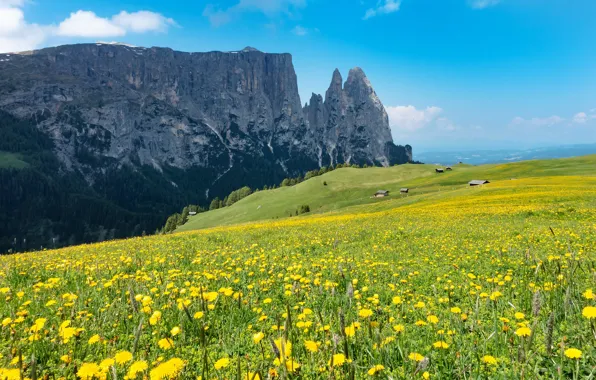 Picture greens, field, forest, summer, clouds, flowers, mountains, yellow