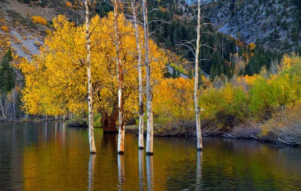 Autumn, trees, mountains, lake, CA, USA