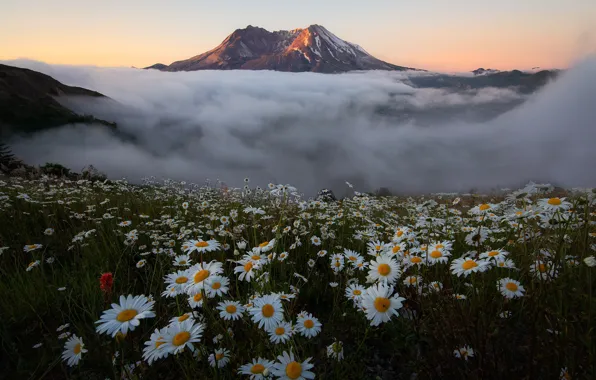 Picture summer, flowers, mountains, fog, tops, chamomile, meadow, chamomile field